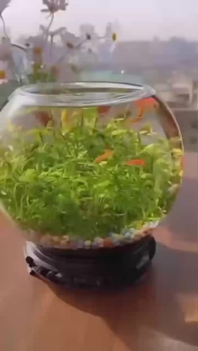 سبزه آکواریومی