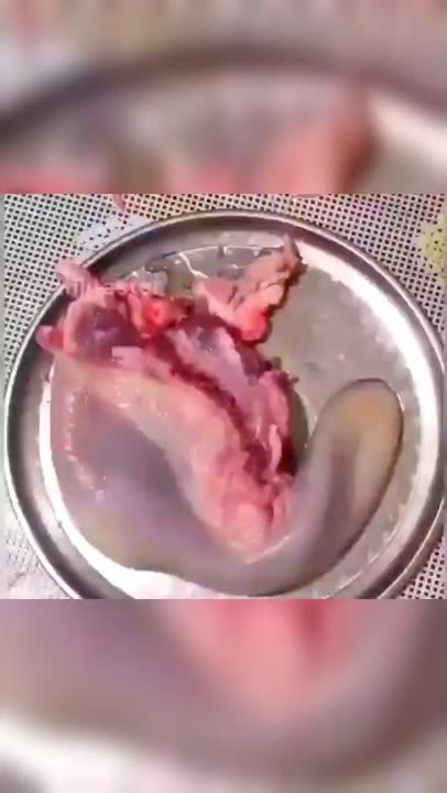 خوراک زبان گوساله