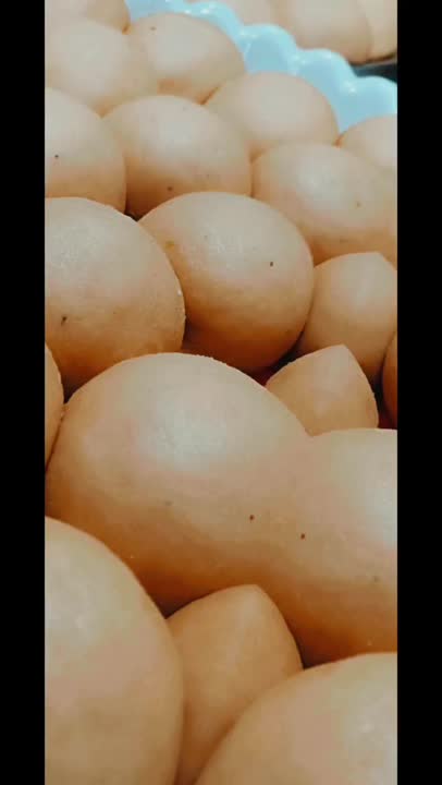 فتیر دستور کپشن