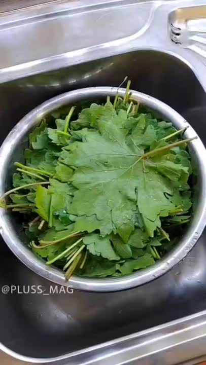 روش نگه داری برگ مو در طولانی مدت