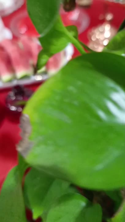 شب یلدا ❤️