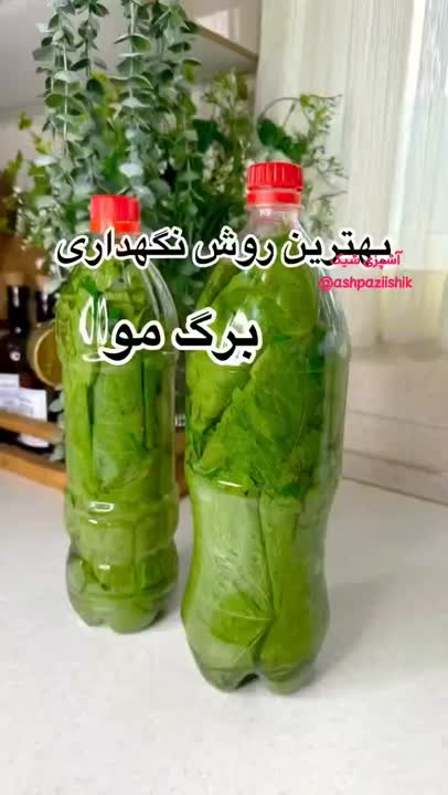 نگهداری برگ مو  