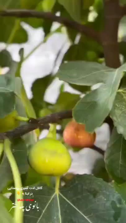 مربای انجیر