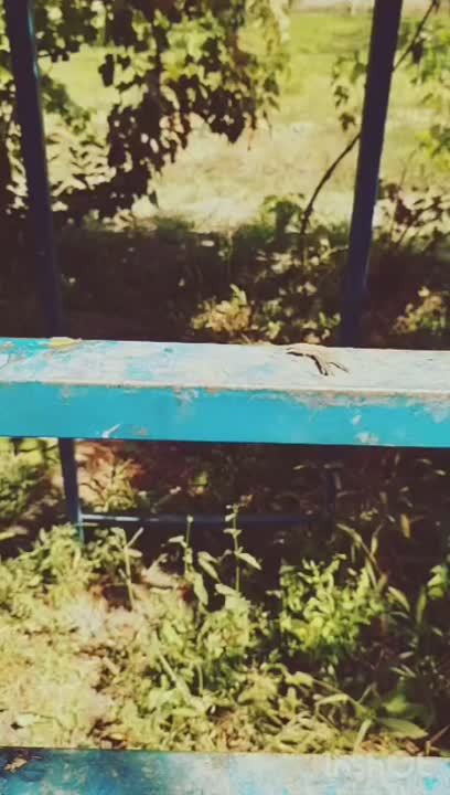 شربت آلو خاکی(کثیف)