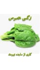 نرگسی مخصوص