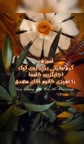 کرم وانیلی