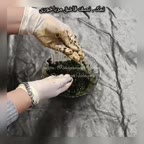 ماهی شکم پر شمالی پارت دوم