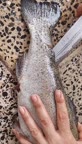 شکاف ماهی قزل آلا از کمر
