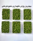 بلانچ کردن نخود فرنگی