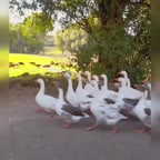 اشپزی در طبیعت