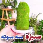 سبزه سه سوته