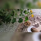 ماهی شکم پر