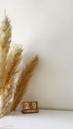 آیس دالگونا