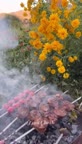 آشپزی در طبیعت