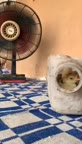 کوکو گزنه