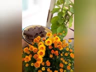 حلوا سیاه گردویی کردکوی