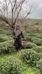 ترشی مخلوط
