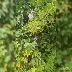 ترشی کلم قرمز