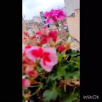 ✿ مربا گل محمدی ✿