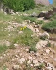 دمنوش بابونه وگل گاوزبان درطبیعت