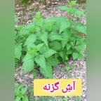 آشِ گزنه قسمت اول