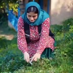 مرغ ترش رامسری