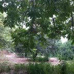 املت گوجه گیلاسی