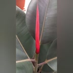 حلوا سیاه گردویی کردکوی 