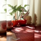 کیک دو رنگ صبحانه