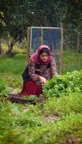 خورشت اسفناج پهلوی شمالی