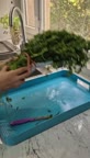 جعفری تازه