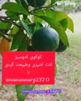 کوکوی کدوسبز