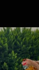 ماهی سوخاری